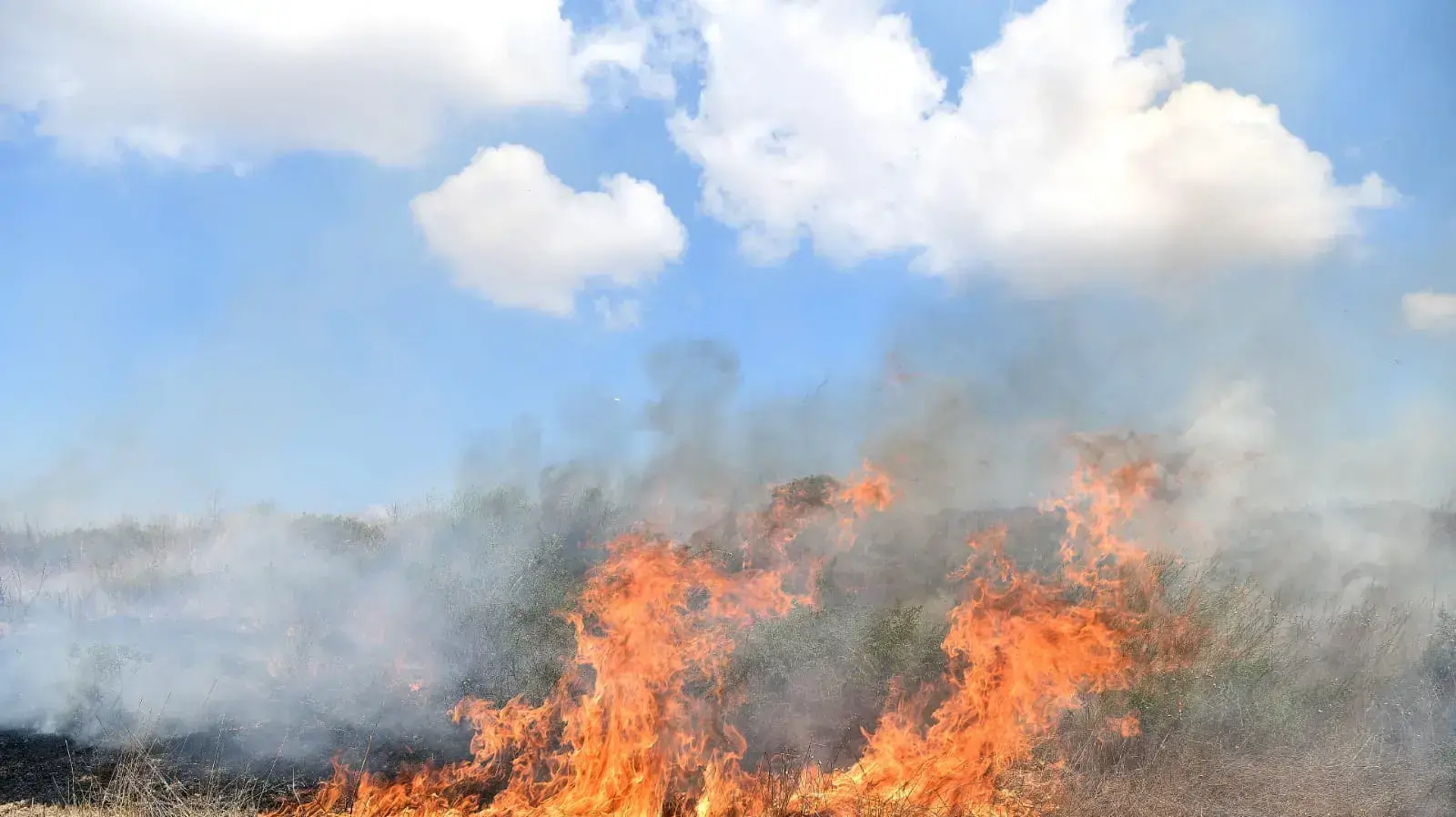 שריפה בעקבות בלוני תבערה מרצועת עזה לשדות ארז 11 באוגוסט 2020 שריפה בעקבות בלוני תבערה מרצועת עזה לשדות ארז 11 באוגוסט 2020
