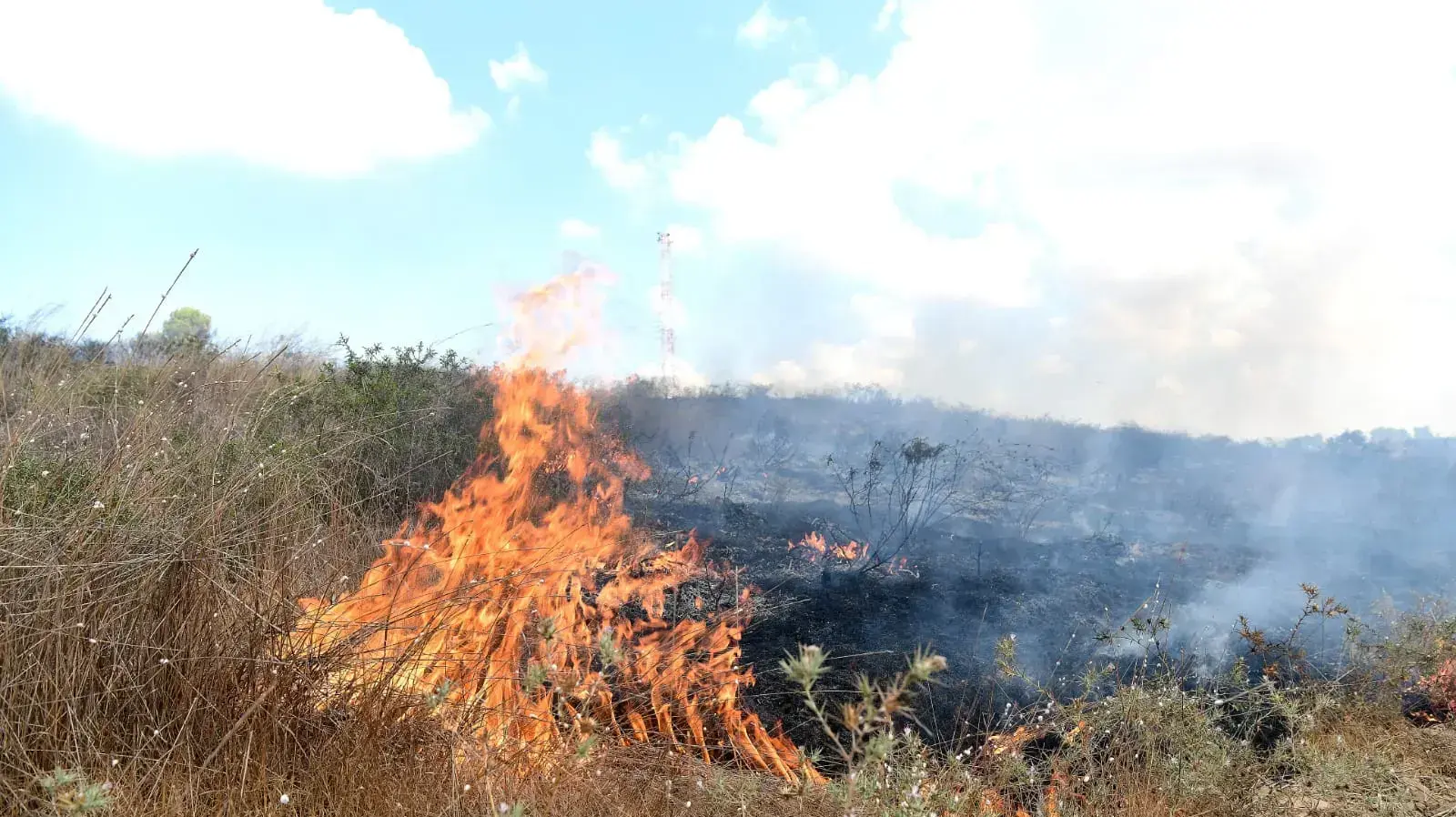שריפה בעקבות בלוני תבערה מרצועת עזה לשדות ארז 11 באוגוסט 2020 שריפה בעקבות בלוני תבערה מרצועת עזה לשדות ארז 11 באוגוסט 2020
