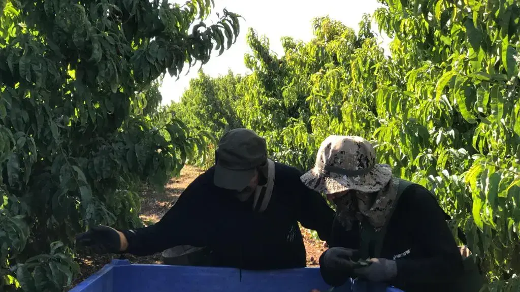 קטיף נקטרינות במטעי קיבוץ מנרה, צמוד לגדר המערכת 26 באוגוסט 2020