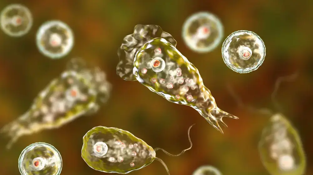 אמבה אוכלת מוח מסוג N. fowleri  Naegleria fowleri שחיה במים מתוקים
