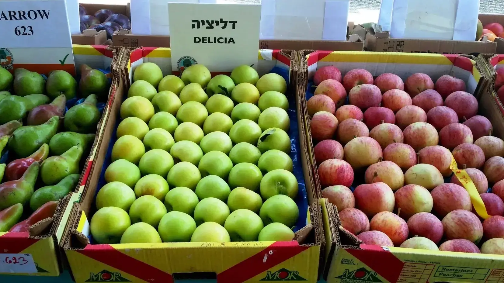 זני תפוחים מתקדמים לקראת ייצור תפוח העתיד ממטעי הגליל והגולן זני תפוחים מתקדמים לקראת ייצור תפוח העתיד ממטעי הגליל והגולן