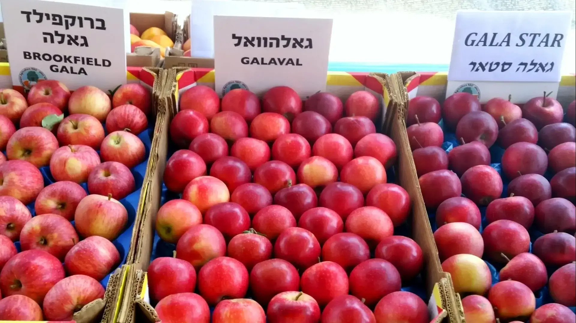 זני תפוחים מתקדמים לקראת ייצור תפוח העתיד ממטעי הגליל והגולן זני תפוחים מתקדמים לקראת ייצור תפוח העתיד ממטעי הגליל והגולן