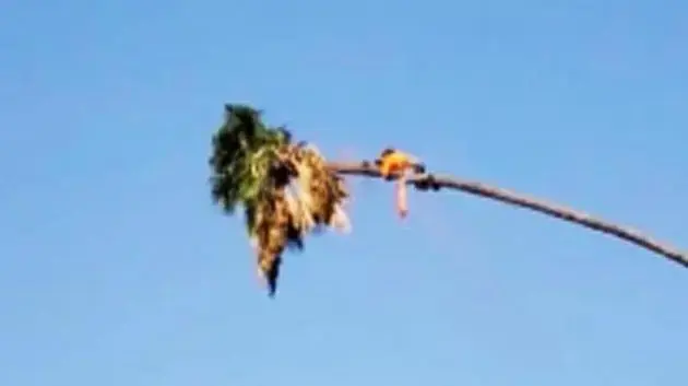 אדם כורת עץ ונתקע עליו