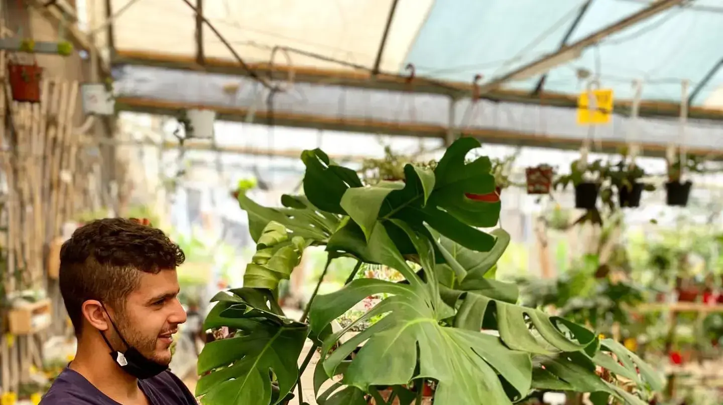 עובד במשתלת הגן הקסום מחזיק עציץ מונסטרה ענקית עובד במשתלת הגן הקסום מחזיק עציץ מונסטרה ענקית