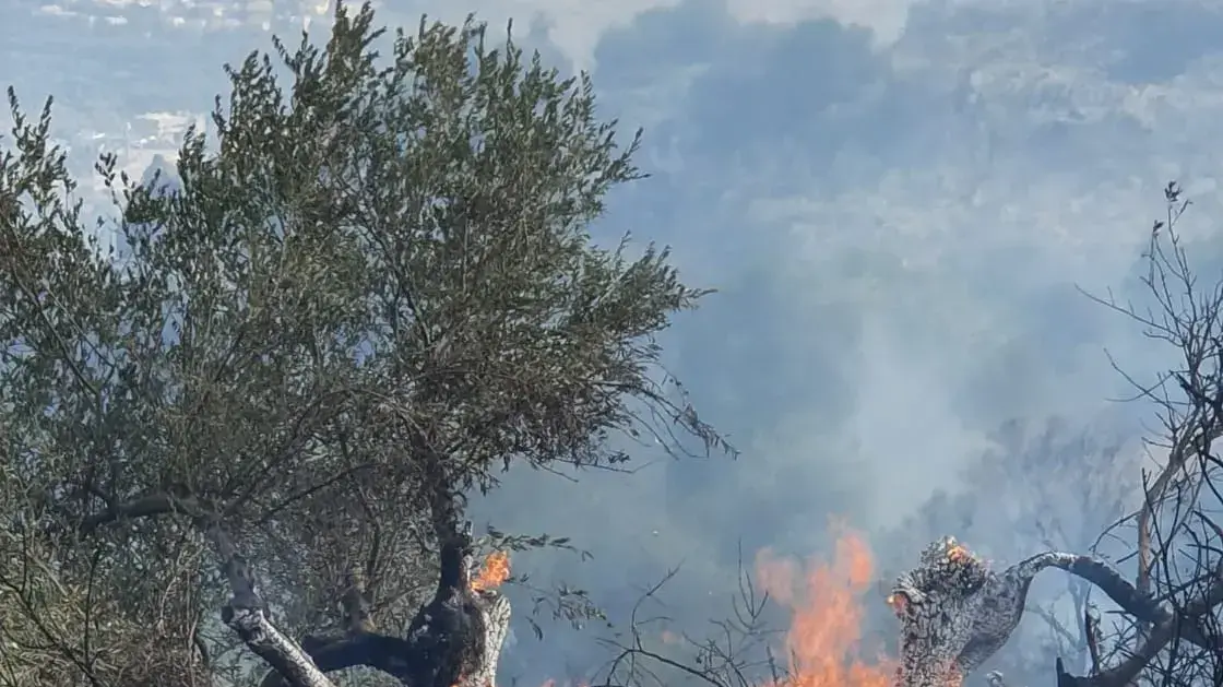 עץ זית בן מאות שנים נשרף היום במורדות המירון ליד עין אל אסאד, 9 באוקטובר 2020 עץ זית בן מאות שנים נשרף היום במורדות המירון ליד עין אל אסאד, 9 באוקטובר 2020