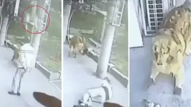 כלב בנעליים בודק את מצבו של איש שנפל עליו חתול מהשמיים כלב בנעליים בודק את מצבו של איש שנפל עליו חתול מהשמיים