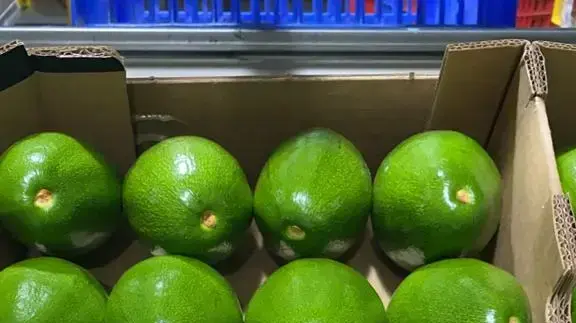 אבוקדו אבוקדו