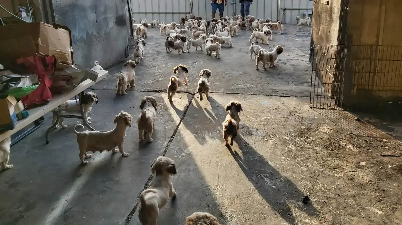 שוטרי משמר הגבול של משטרת ישראל יחד עם היחידה לאכיפה וחקירה של משרד החקלאות איתרו כ-100 כלבים החשודים כחולים במחלה קשה שיכולה לעבור גם לבני אדם, 27 באוקטובר 2020