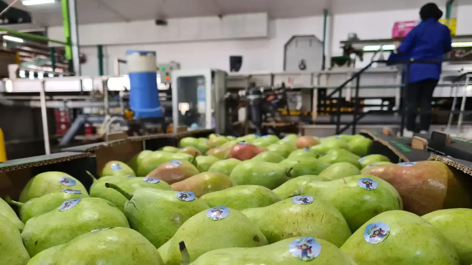 בית אריזה רפקור 10 בנובמבר 2020 