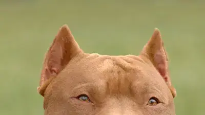 כלב פיטבול pitbull