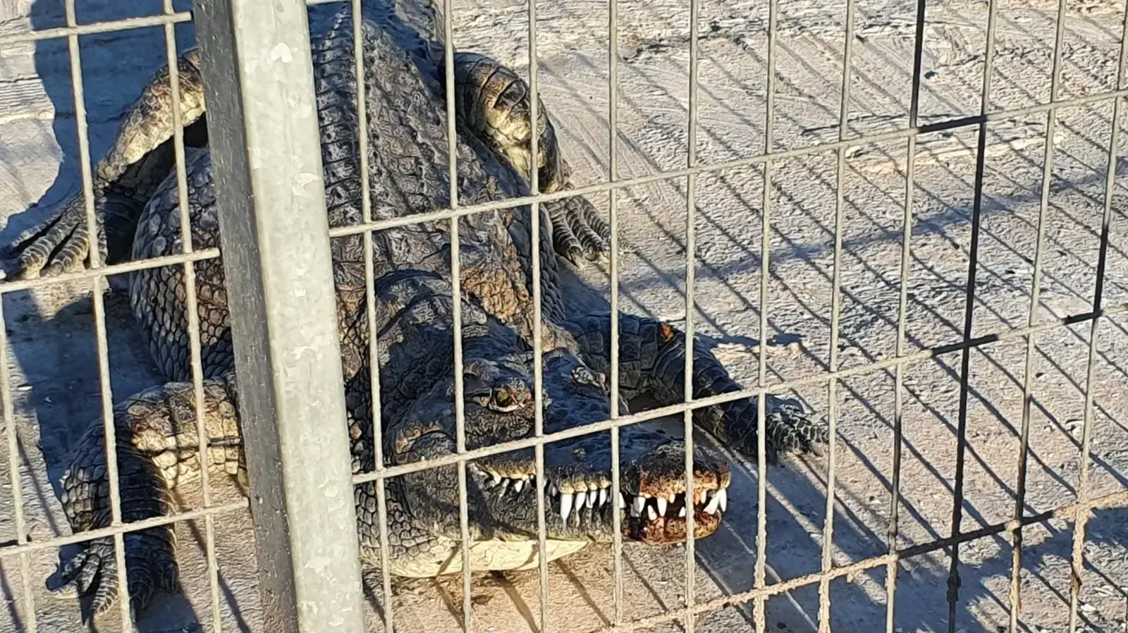 תנין שנשך ילד בן חמש בחוות התנינים בערבה. 21 בנובמבר 2020 תנין שנשך ילד בן חמש בחוות התנינים בערבה. 21 בנובמבר 2020