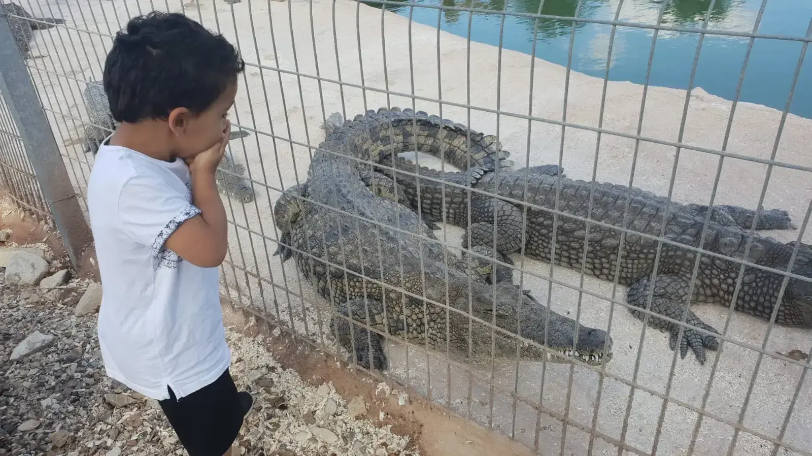הילד שננשך בחוות התנינים קרוקולוקו
