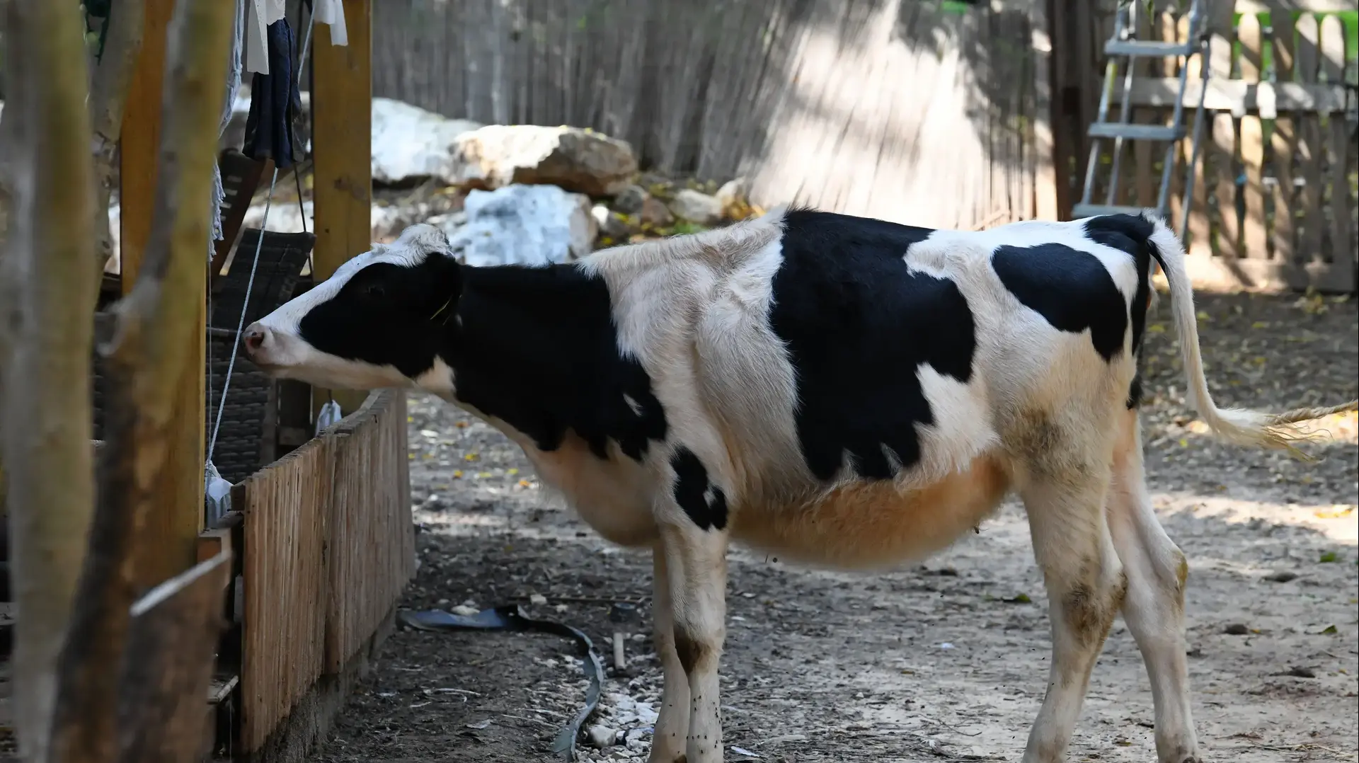 חוות קרן אור לשיקום בעלי חיים נטושים, הוד השרון, 29 בנובמבר 2020 חוות קרן אור לשיקום בעלי חיים נטושים, הוד השרון, 29 בנובמבר 2020
