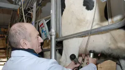 אולמרט חולב פרות בסין אולמרט חולב פרות בסין