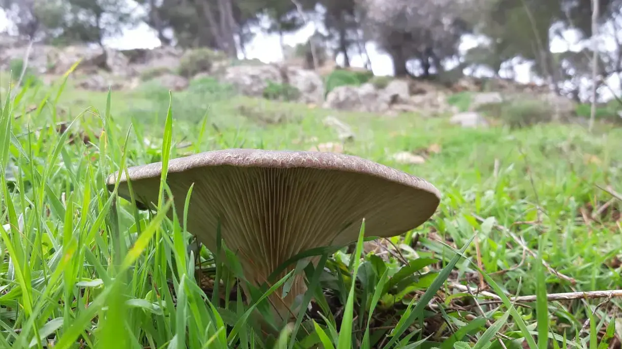 פטריות - אזניית הכלך