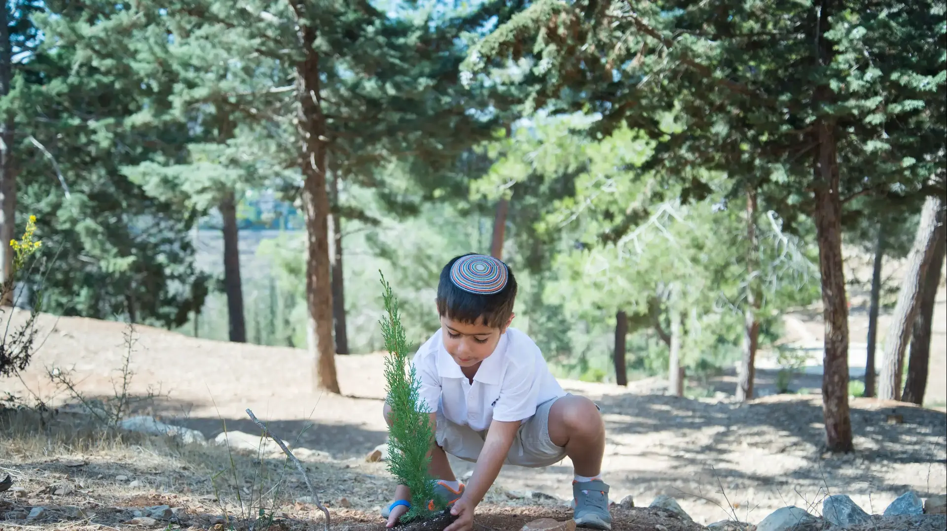 נטיעות קק"ל יער האומות נטיעות קק"ל יער האומות