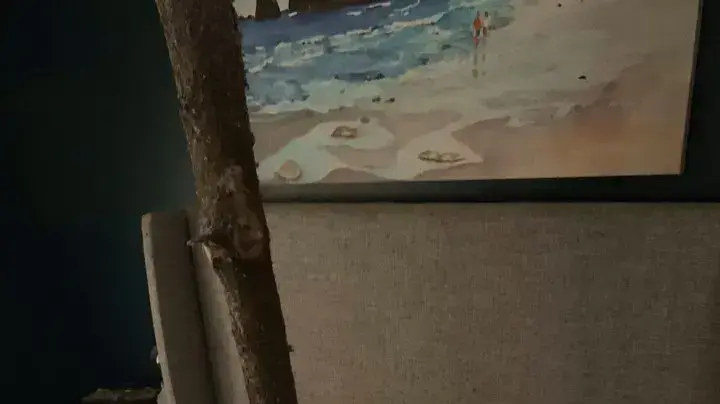 זוג ניצל בנס מנפילת עץ על ביתם זוג ניצל בנס מנפילת עץ על ביתם