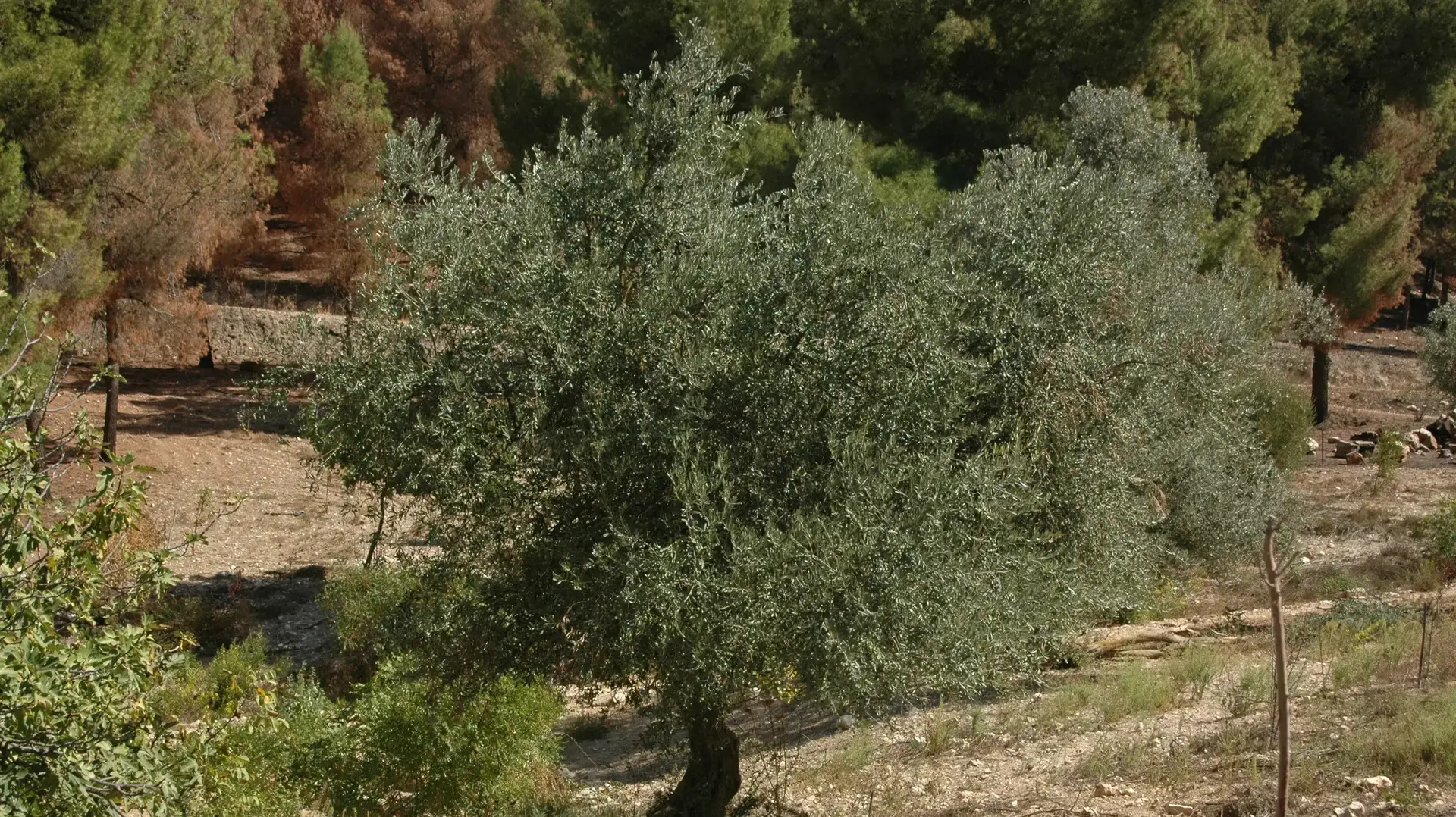 מסיק זיתים ביער ביריה מסיק זיתים ביער ביריה