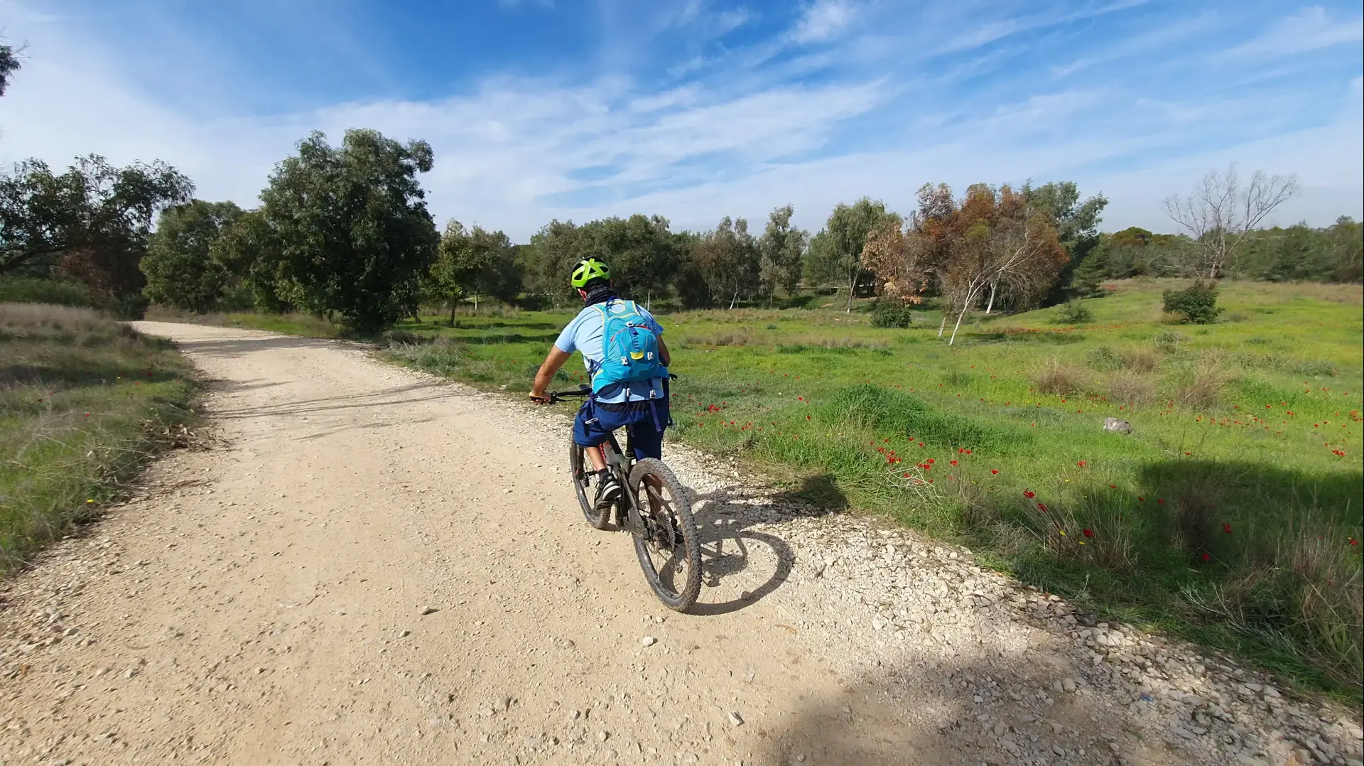 כלניות יער ניר משה כלניות יער ניר משה