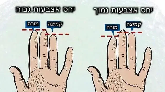 יחס אצבעות יחס אצבעות