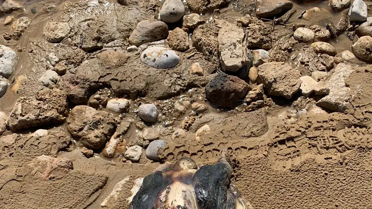 צב מכוסה זפת שנפלט לחוף באסון האקולוגי צב מכוסה זפת שנפלט לחוף באסון האקולוגי