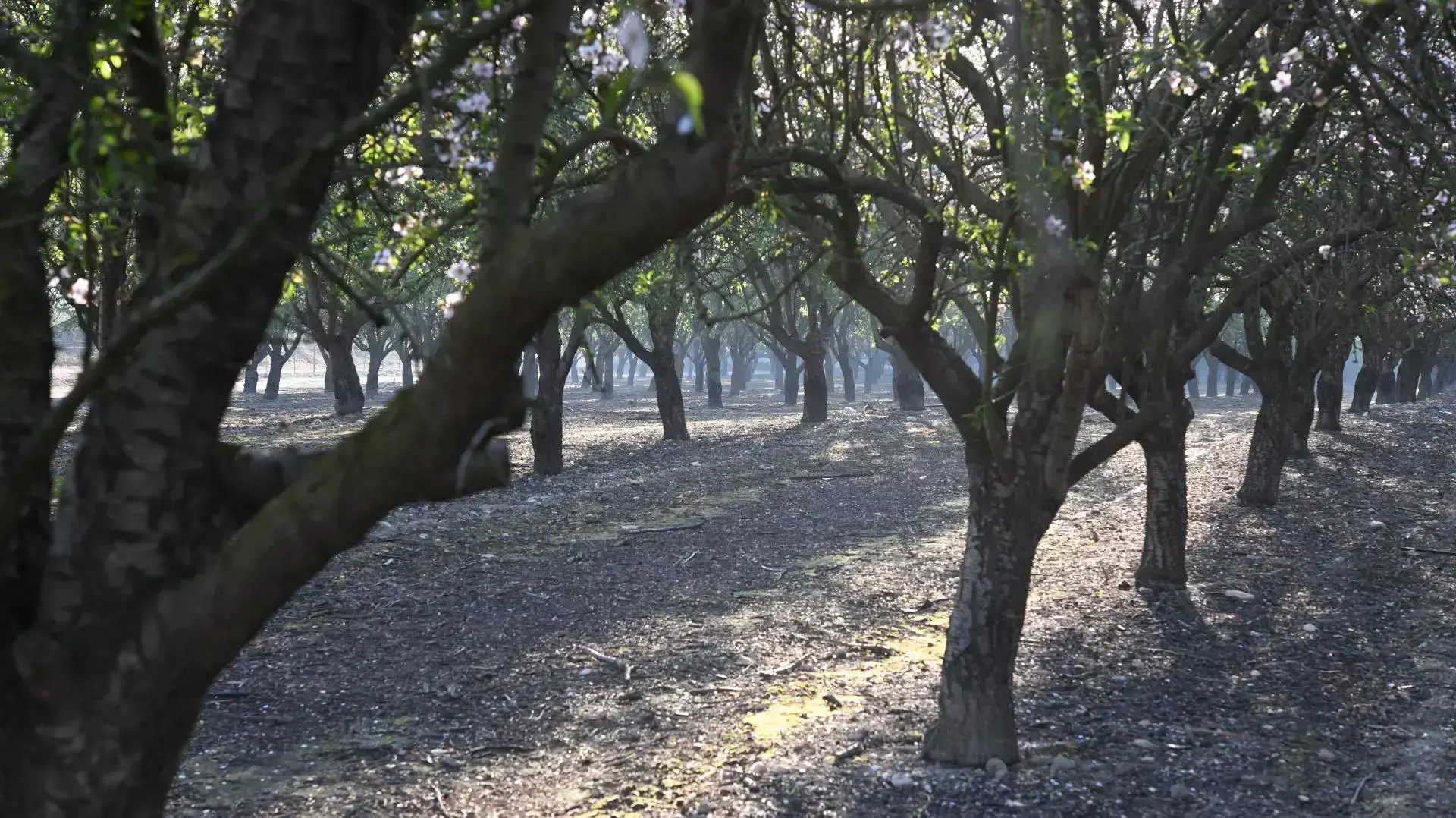 שקדיה ברמת הגולן שקדיה ברמת הגולן