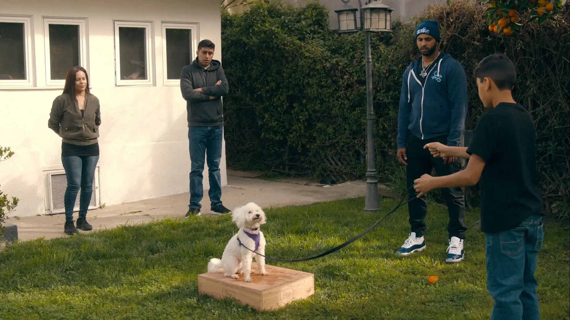 הסדרה "פה קבור הכלב", Canine Intervention הסדרה "פה קבור הכלב", Canine Intervention