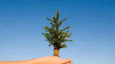 אילוסטרציה