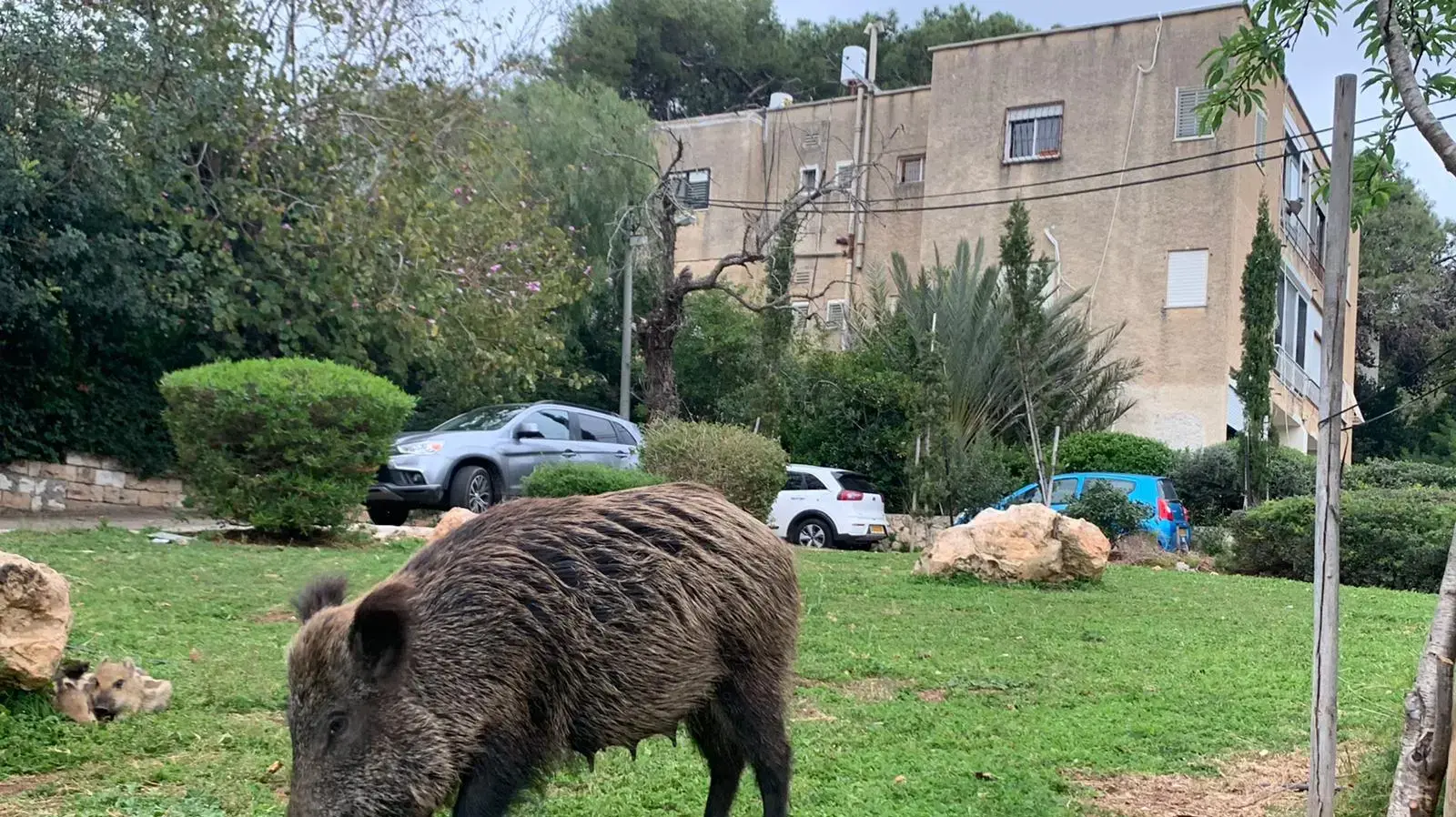 חזירי בר משוטטים בחיפה 14 במרץ 2021