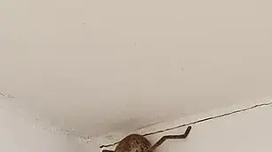 עכביש צייד נמצא באמבטיה של תושבת פרת'