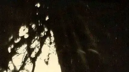 תמונות שצילמו אנשי הזונדרקומנדו באושוויץ-בירקנאו, אוגוסט 1944 תמונות שצילמו אנשי הזונדרקומנדו באושוויץ-בירקנאו, אוגוסט 1944