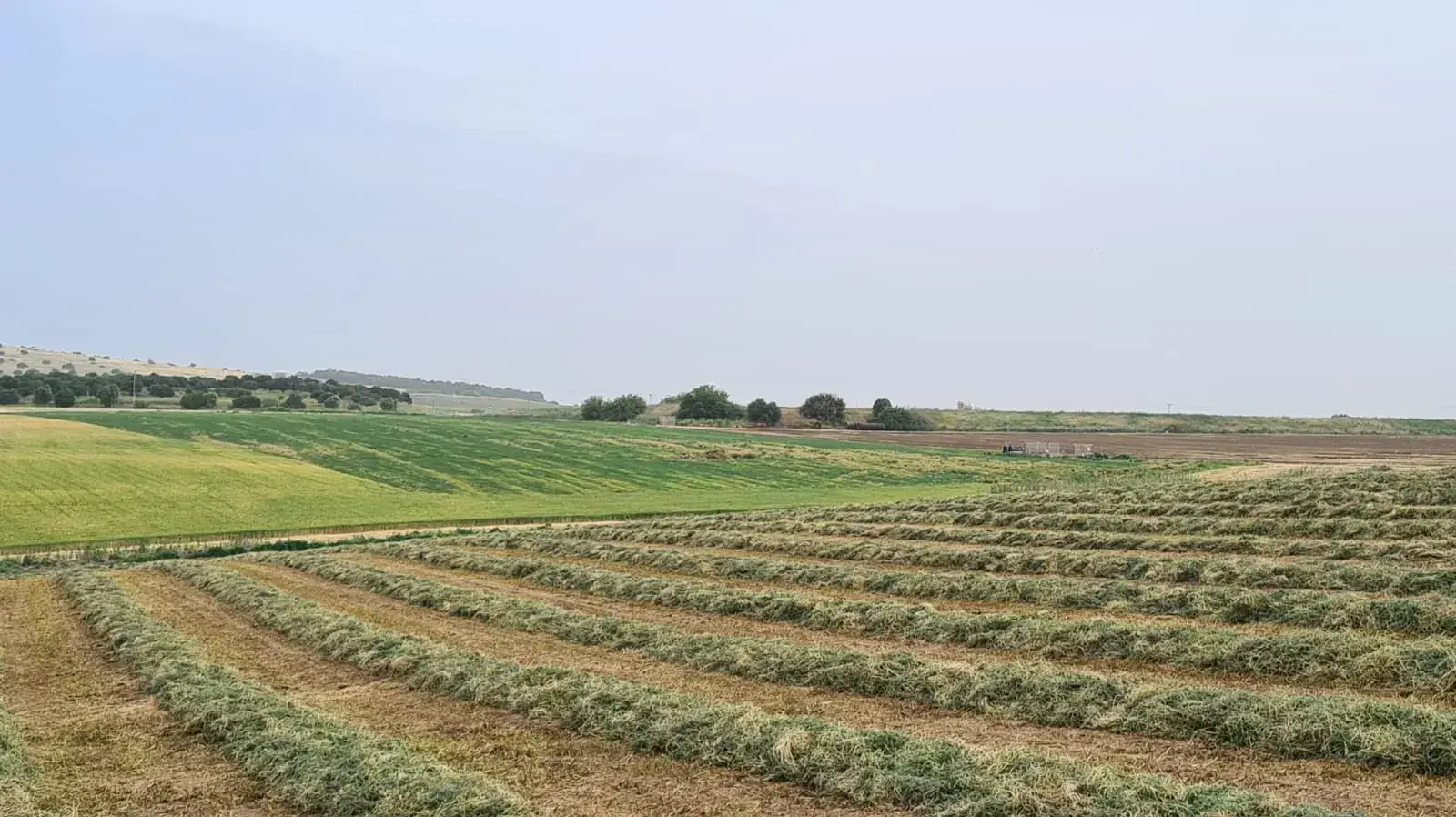 שדה קצור ליד בית קשת, 20 באפריל 2021 שדה קצור ליד בית קשת, 20 באפריל 2021