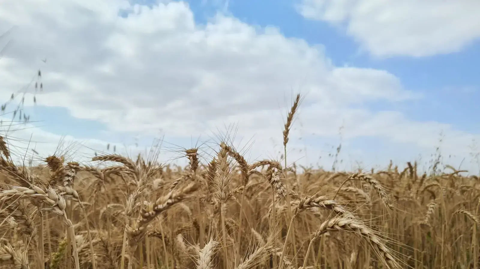 שדה חיטה בנגב המערבי, 27 באפריל 2021 שדה חיטה בנגב המערבי, 27 באפריל 2021