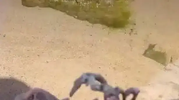 שלד שנמצא בחוף ים שלד שנמצא בחוף ים