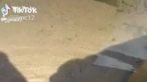 שלד שנמצא בחוף ים שלד שנמצא בחוף ים
