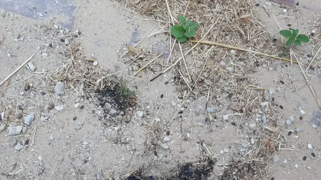 בקבוק תבערה נמצא בגן רועה בשכונת רמת אשכול בלוד, 23 במאי 2021 בקבוק תבערה נמצא בגן רועה בשכונת רמת אשכול בלוד, 23 במאי 2021
