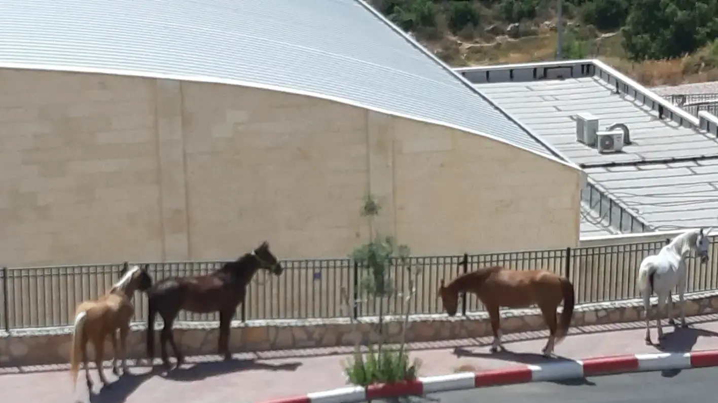 פינוי סוסים בגלל השריפה בצור הדסה, 4 ביוני 2021 פינוי סוסים בגלל השריפה בצור הדסה, 4 ביוני 2021