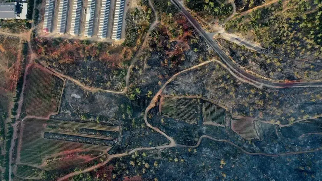 הכרמים השרופים ביקב קסטל שבלמו את האש להגיע ללולים, 11 ביוני, 2021 הכרמים השרופים ביקב קסטל שבלמו את האש להגיע ללולים, 11 ביוני, 2021