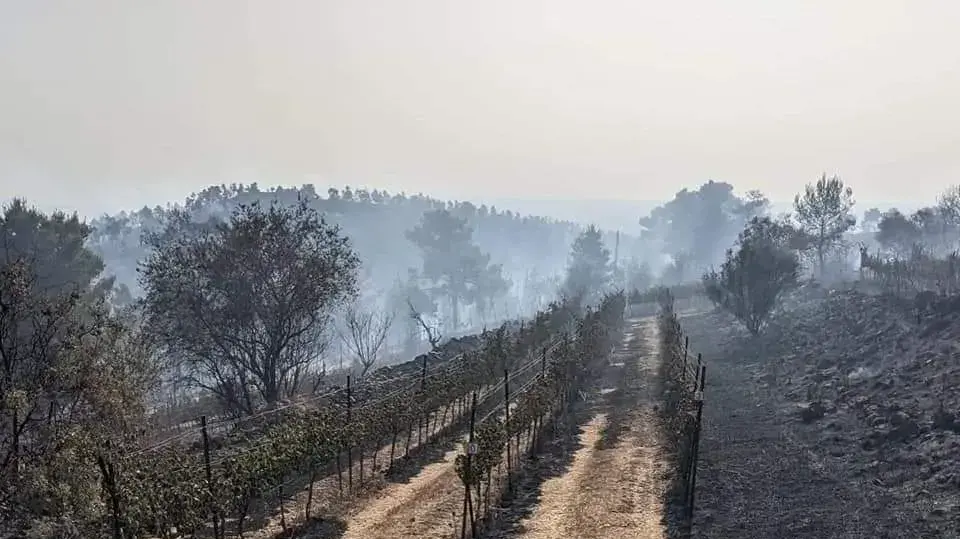כרמים שנשרפו ביקב קסטל, 11 ביוני 2021 כרמים שנשרפו ביקב קסטל, 11 ביוני 2021