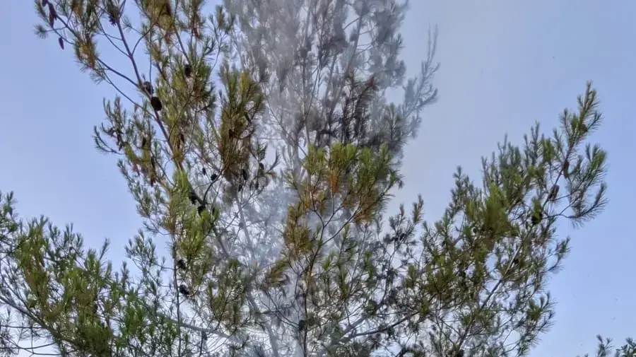 שריפה ביער ירושלים שריפה ביער ירושלים