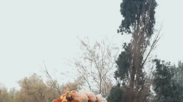 שירה חליוה שירה חליוה