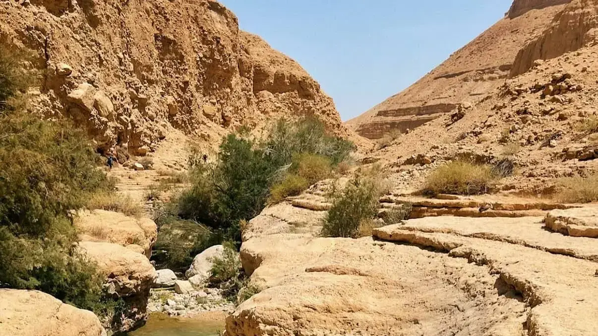 נחל ערוגות
