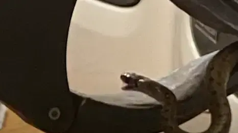 מצאה נחשים מתחת למיטה