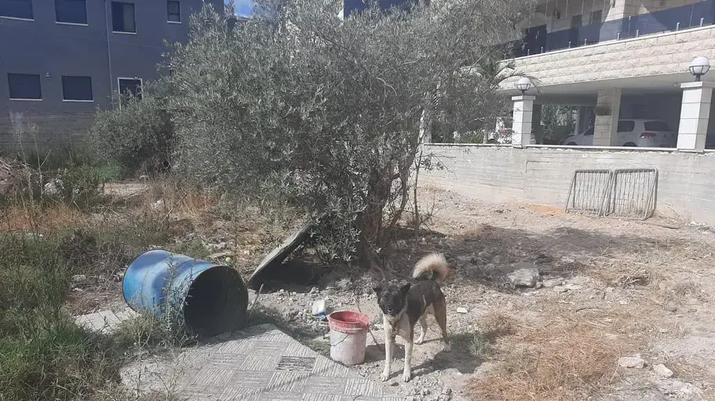 כלבים שעברו התעללות קשורים, והכלבים אחרי שטופלו כלבים שעברו התעללות קשורים, והכלבים אחרי שטופלו