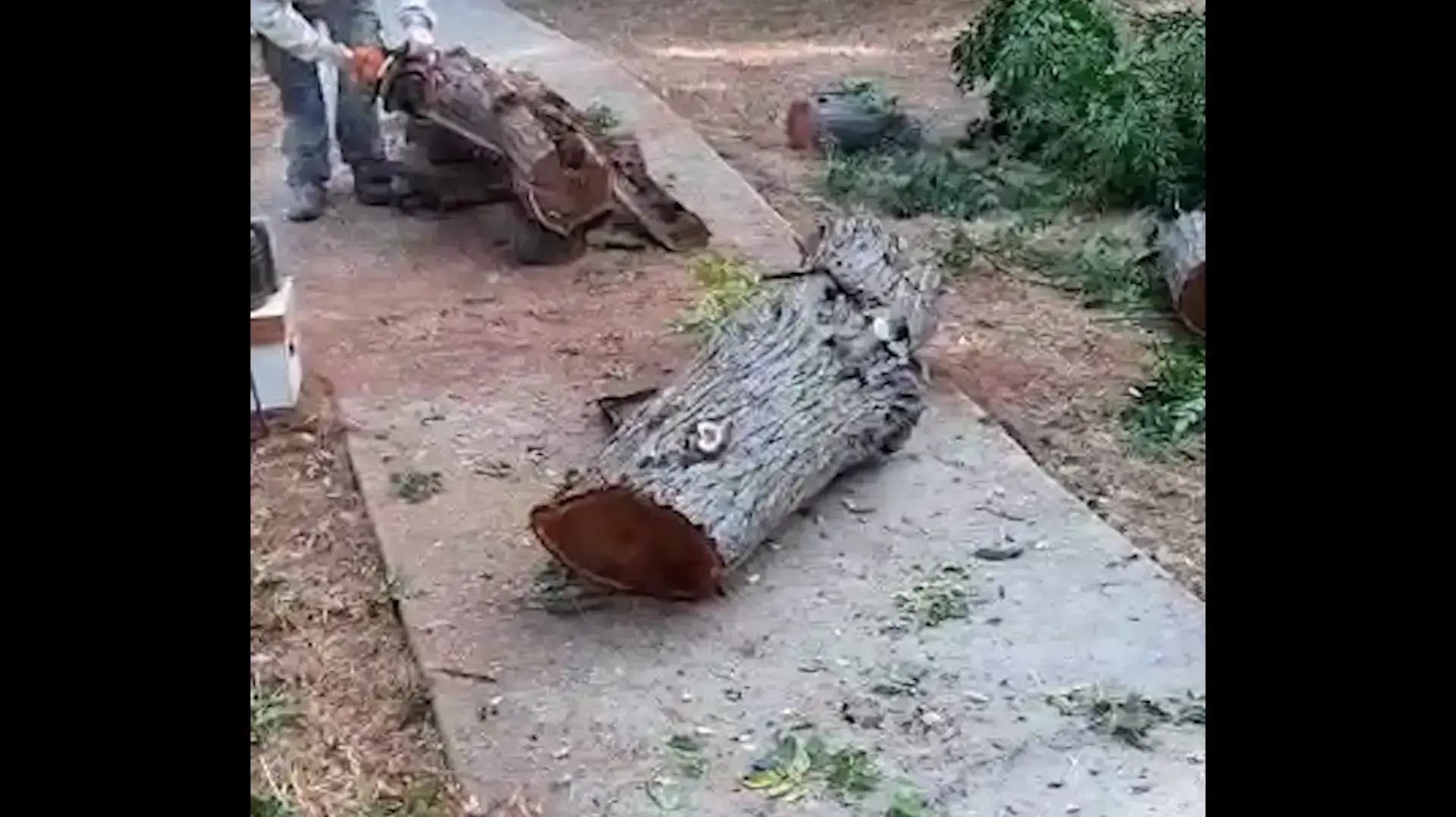 גזע עץ חלול הפך לכוורת דבורים, בשל החשש שהעץ יקרוס הוא נגזם והכוורת הועתקה 
2.8.21