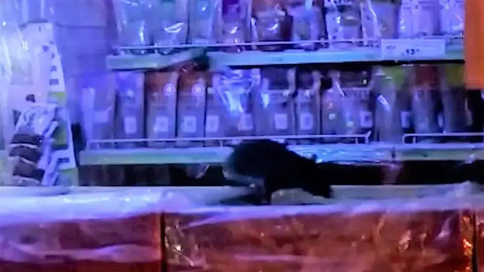 חולדה בסניף ניצת הדובדבן ברמת גן חולדה בסניף ניצת הדובדבן ברמת גן