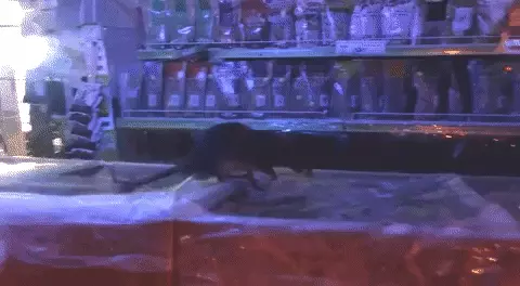 חולדה בסניף ניצת הדובדבן רמת גן ביאליק 15 באוגוטס 2021