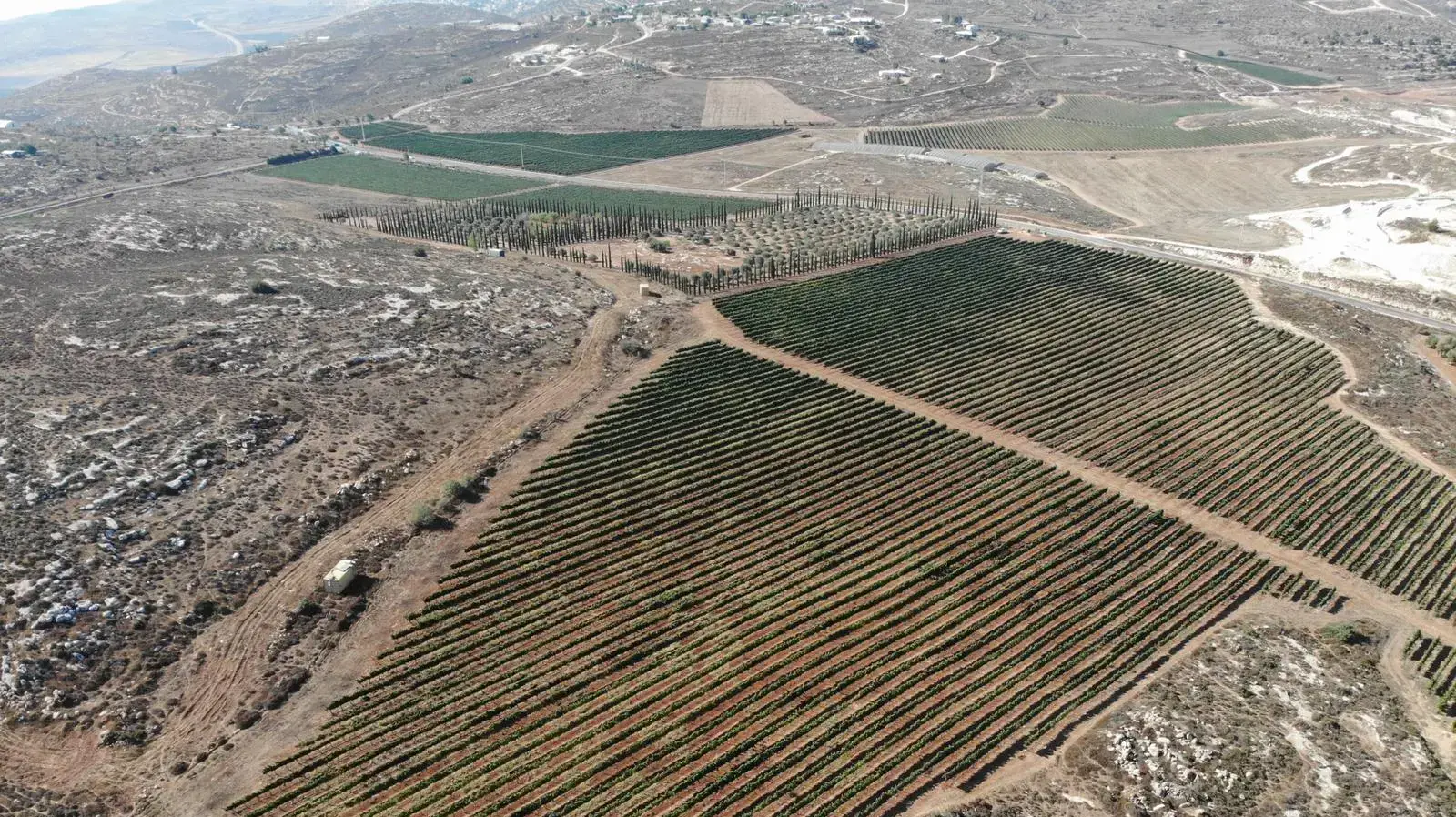 מטע זיתים, שייעקר ממקומו ב-10 באוקטובר 2021 ביהודה ושומרון בשל עתירת פלסטינים הטוענים לבעלות על הקרקע. מטע זיתים, שייעקר ממקומו ב-10 באוקטובר 2021 ביהודה ושומרון בשל עתירת פלסטינים הטוענים לבעלות על הקרקע.