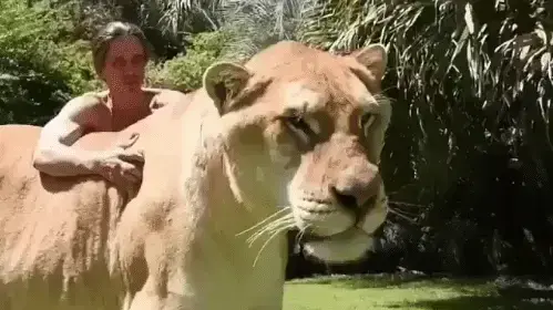 לייגר בשם הרקולס