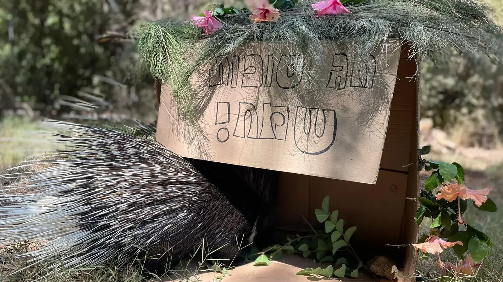 הספארי ברמת גן חוגג את חג סוכות 22 בספט 2021